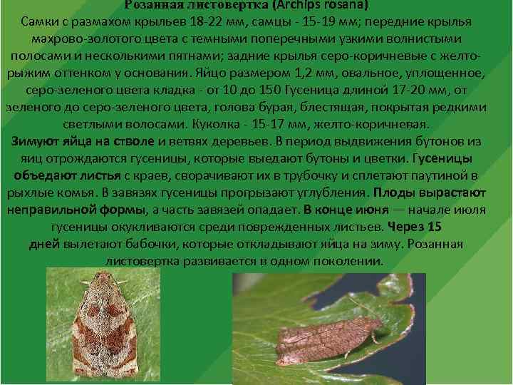 Розанная листовертка (Archips rosana) Самки с размахом крыльев 18 -22 мм, самцы - 15