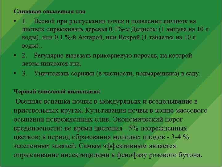 Сливовая опыленная тля • 1. Весной при распускании почек и появлении личинок на листьях