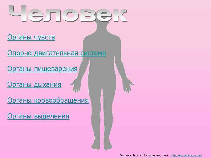 Органы чувств Опорно-двигательная система Органы пищеварения Органы дыхания Органы кровообращения Органы выделения 