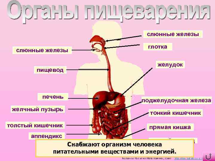 Глотка органы пищеварения. Органы человека пищевод. Глотка, пищевод, печень, желудок, кишечник. Строение пищевода. Глотка пищевод желудок.