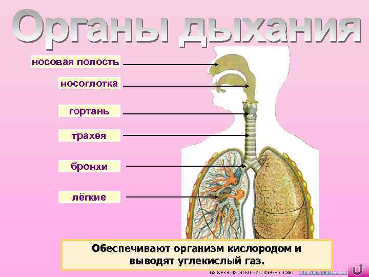 Какой цифрой на рисунке обозначена трахея