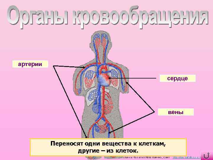 артерии сердце вены Переносят одни вещества к клеткам, другие – из клеток. 