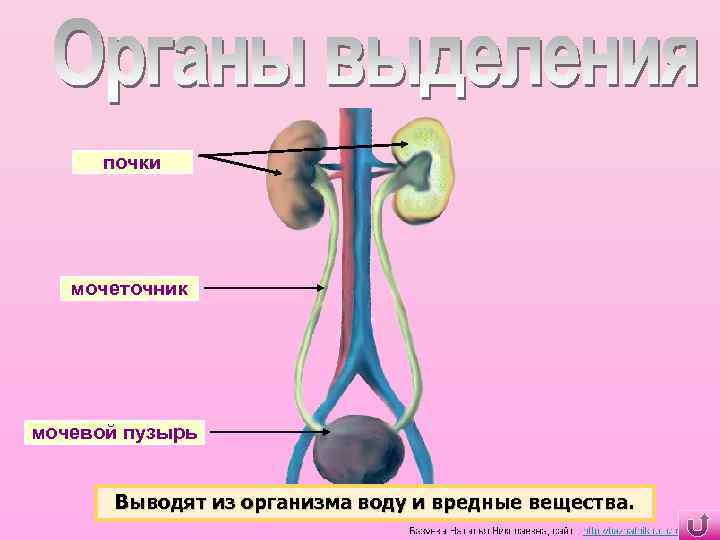 почки мочеточник мочевой пузырь Выводят из организма воду и вредные вещества. 