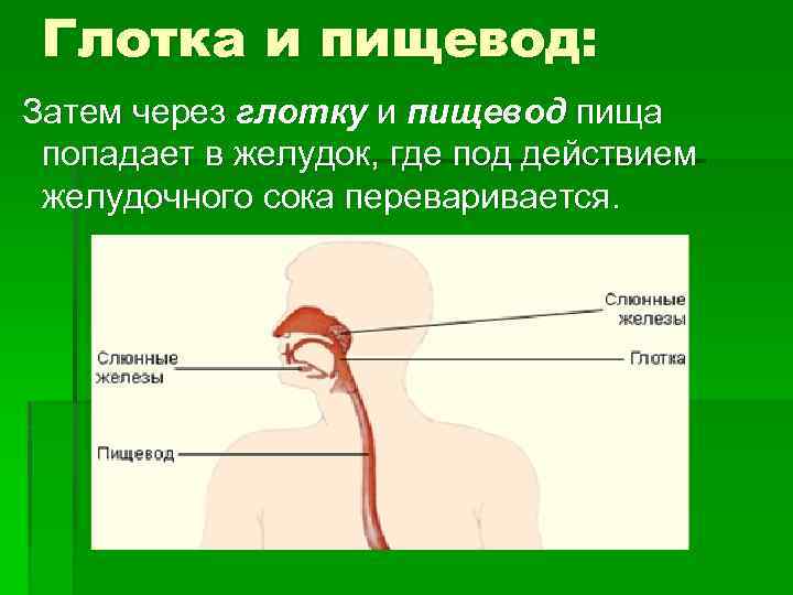 Пища в пищеводе