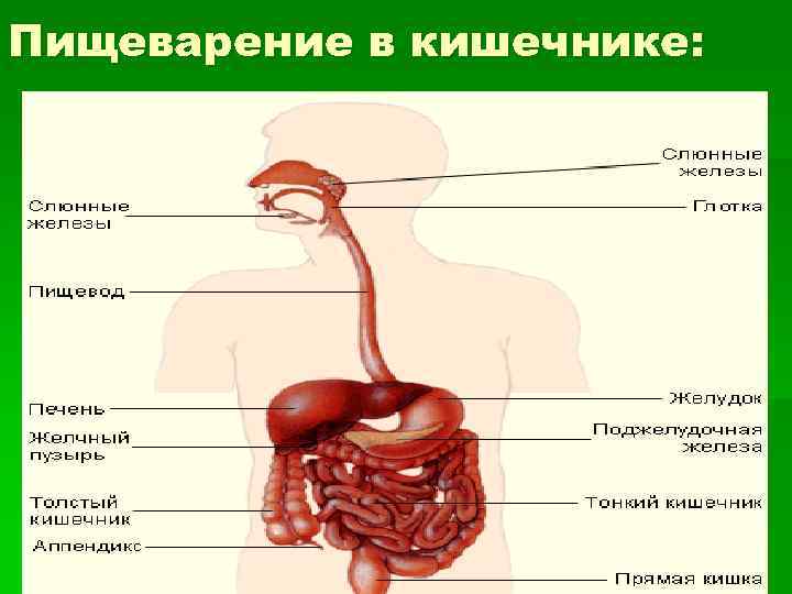 Пищеварение в кишечнике: 