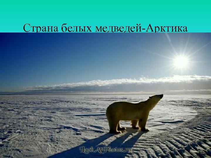 Страна белых медведей-Арктика 