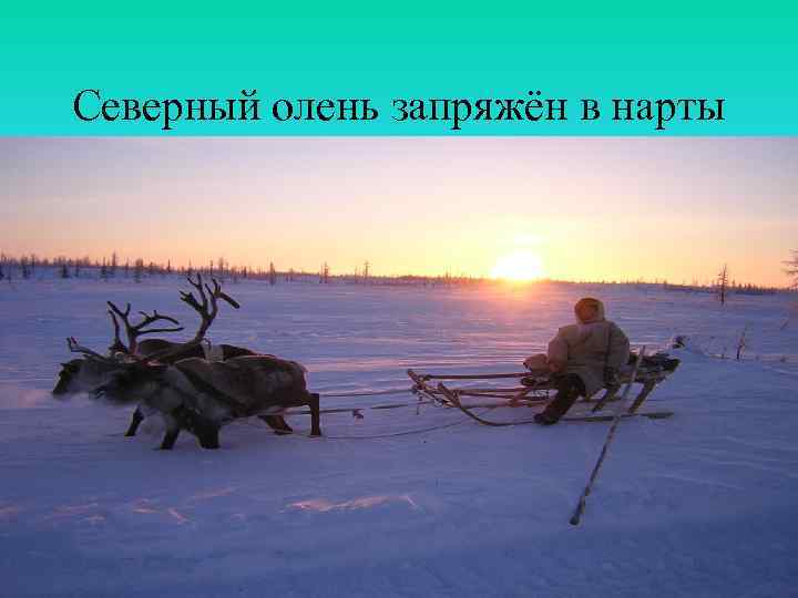 Северный олень запряжён в нарты 