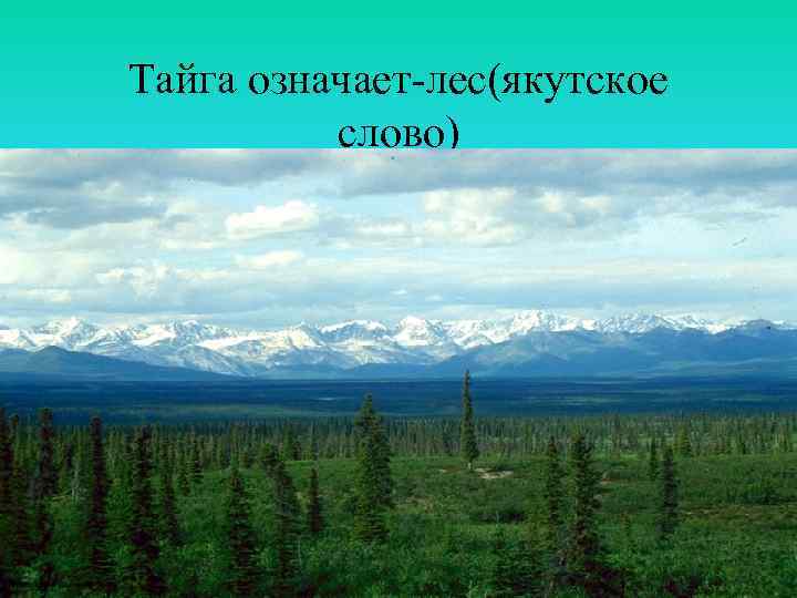 Тайга означает-лес(якутское слово) 