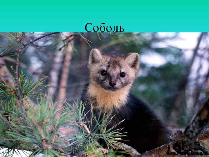 Соболь 