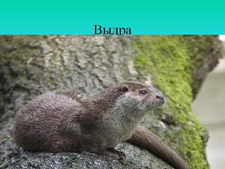 Выдра 