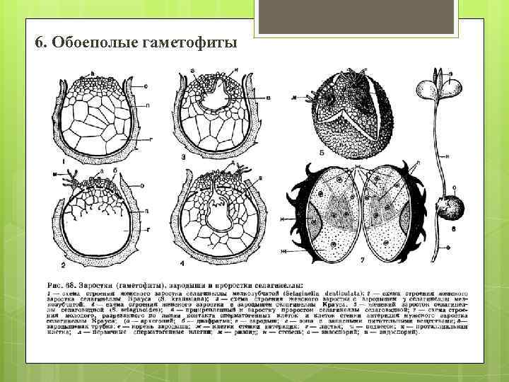 6. Обоеполые гаметофиты 