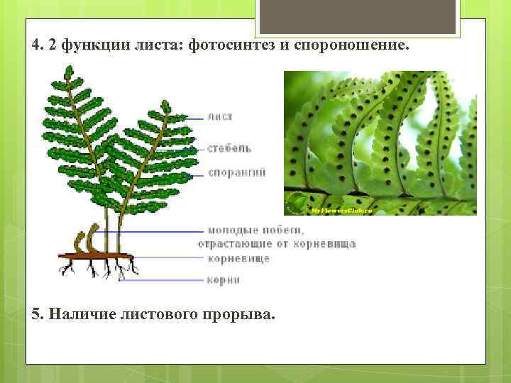 4. 2 функции листа: фотосинтез и спороношение. 5. Наличие листового прорыва. 