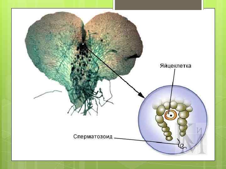 Оплодотворение папоротника. Заросток папоротника антеридии и архегонии. Заросток архегонии. Строение заростка щитовника мужского. Антеридий папоротника.