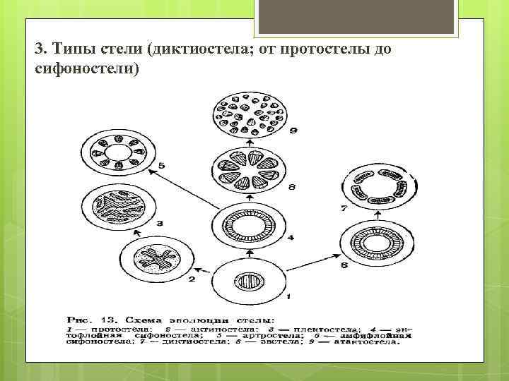 3. Типы стели (диктиостела; от протостелы до сифоностели) 