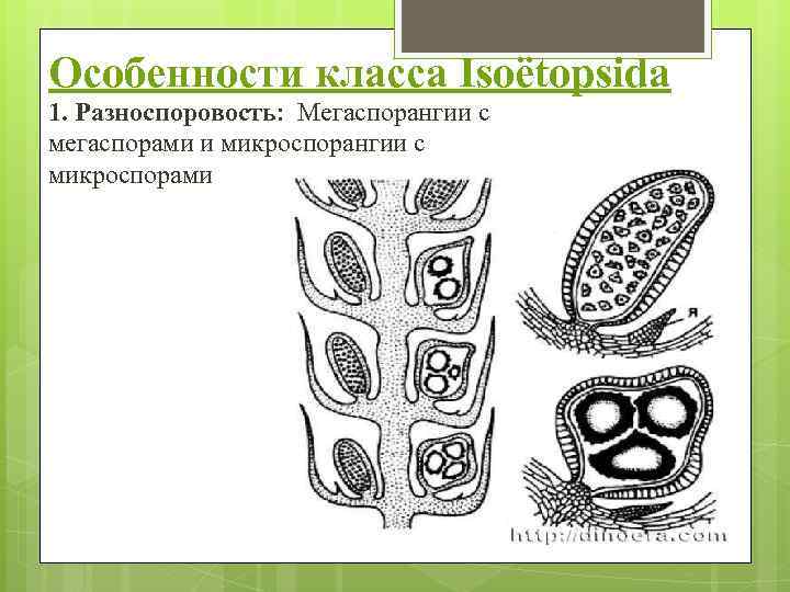 Особенности класса Isoёtopsida 1. Разноспоровость: Мегаспорангии с мегаспорами и микроспорангии с микроспорами 