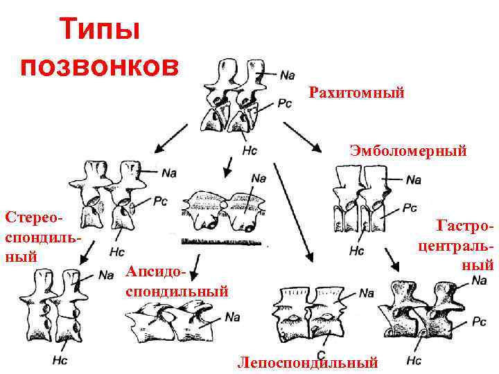 Типы позвоночника. Типы позвонков у позвоночных. Типы позвонков амфицельные процельные. Позвонки гетероцельного типа. Процельный Тип позвонков.