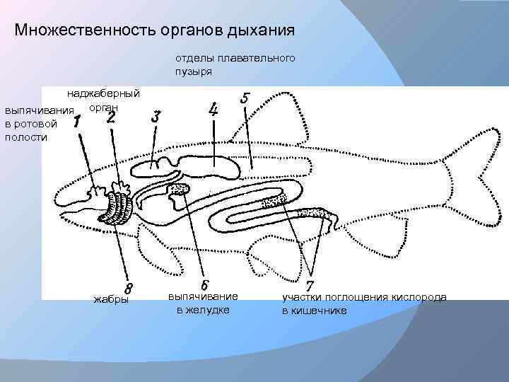 Взаимоотношения рыб