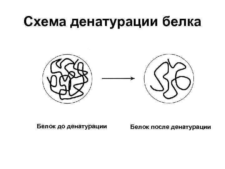 Схема денатурации белка