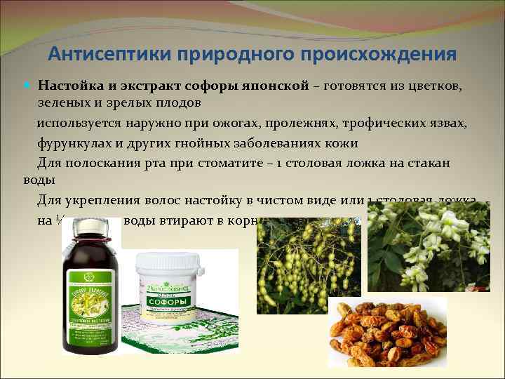 Антисептики природного происхождения Настойка и экстракт софоры японской – готовятся из цветков, зеленых и