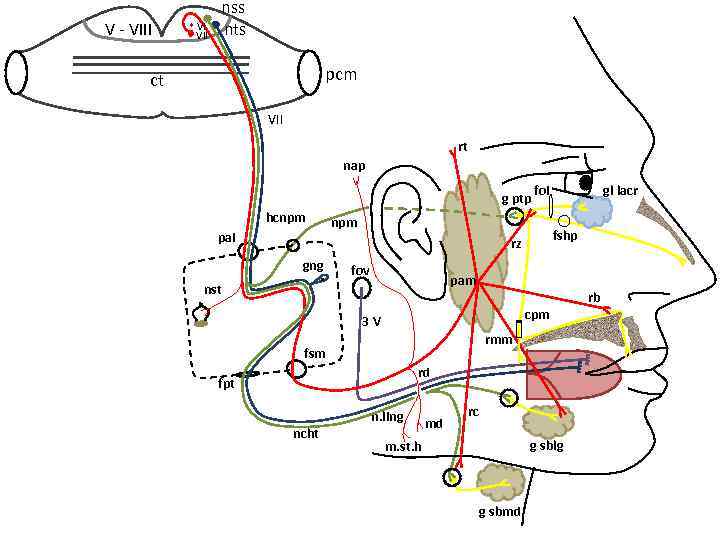 V VIII VI VII nss nts pcm ct VII rt nap g ptp hcnpm