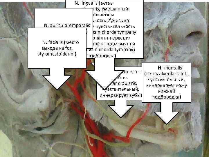 Тт. N. lingualis (ветвь n. mandibularis, смешанный: 1 – неспецифическая Тт. N. mandibularis чувствительность