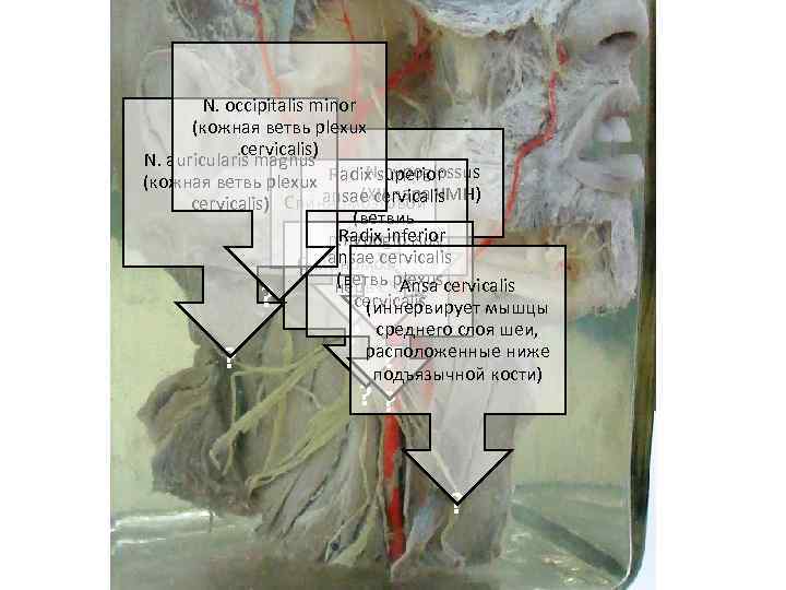 N. occipitalis minor (кожная ветвь plexux cervicalis) N. auricularis magnus N. hypoglossus (кожная ветвь