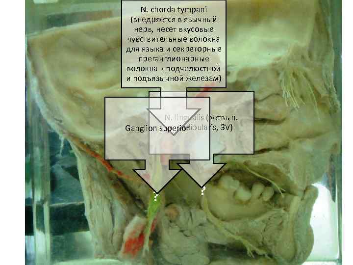 N. chorda tympani (внедряется в язычный нерв, несет вкусовые чувствительные волокна для языка и