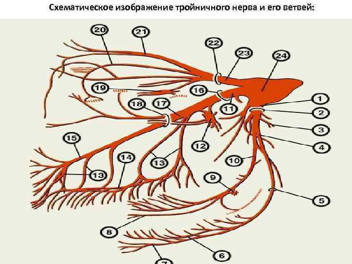 Схематическое изображение тройничного нерва и его ветвей: 27. 4. 11 
