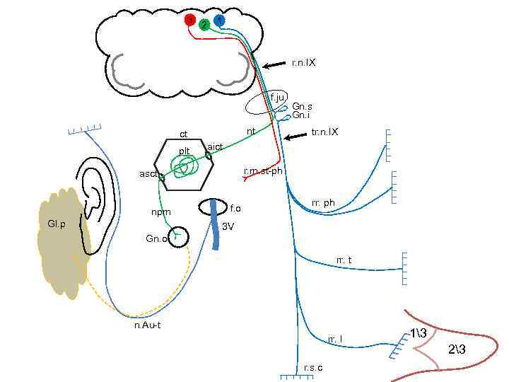 3 2 1 r. n. IX f. ju nt ct plt Gl. p tr.