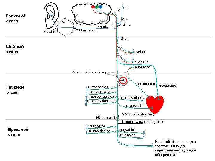 2 3 1 Головной отдел r. m r. n. X ct Fiss. t-m Can.