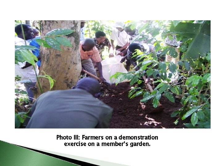Photo III: Farmers on a demonstration exercise on a member’s garden. 