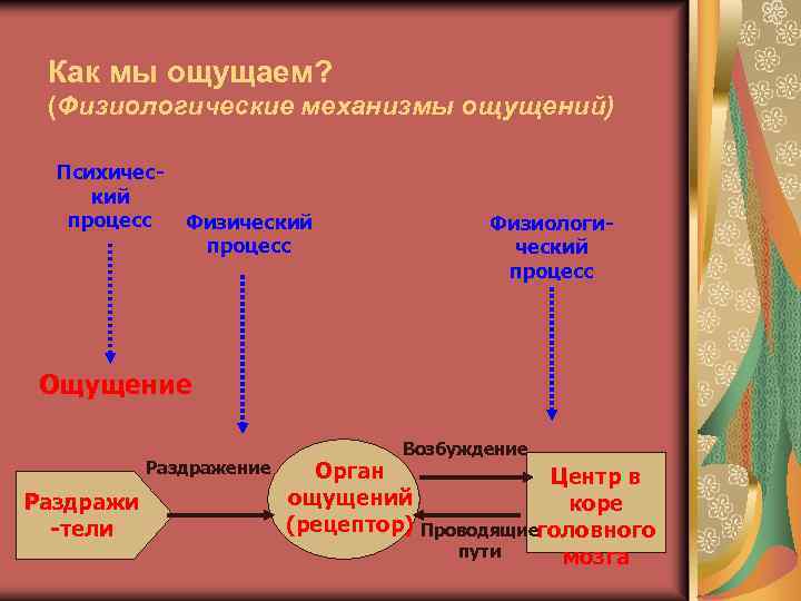 Возникновение ощущений схема