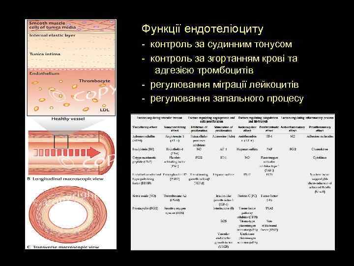 Функції ендотеліоциту - контроль за судинним тонусом - контроль за згортанням крові та адгезією