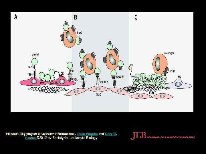 Platelets: key players in vascular inflammation. Delia Projahn and Rory R. Koenen© 2012 by