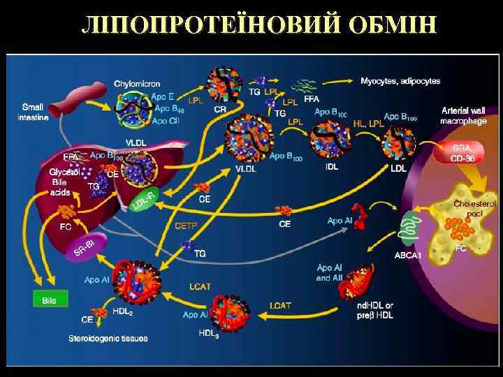 ЛІПОПРОТЕЇНОВИЙ ОБМІН 