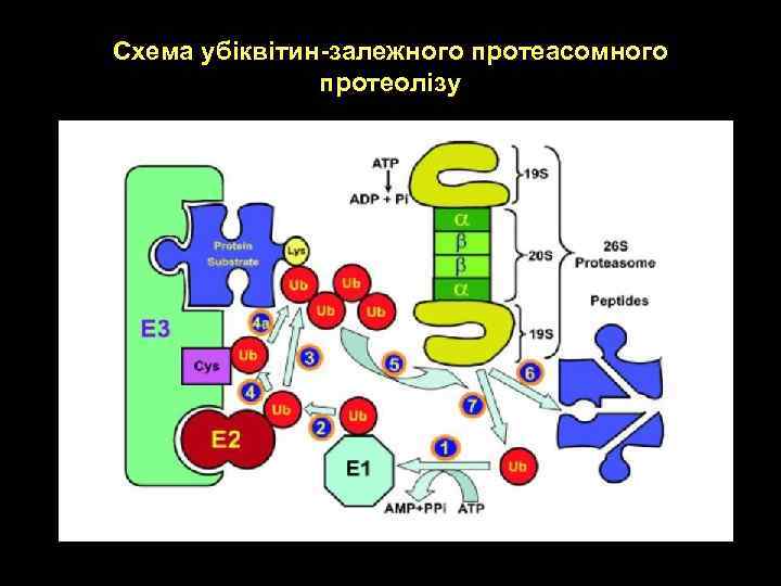 Схема убіквітин-залежного протеасомного протеолізу 