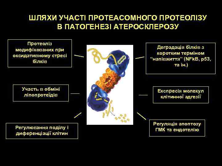 ШЛЯХИ УЧАСТІ ПРОТЕАСОМНОГО ПРОТЕОЛІЗУ В ПАТОГЕНЕЗІ АТЕРОСКЛЕРОЗУ Протеоліз модифікованих при оксидативному стресі білків Участь