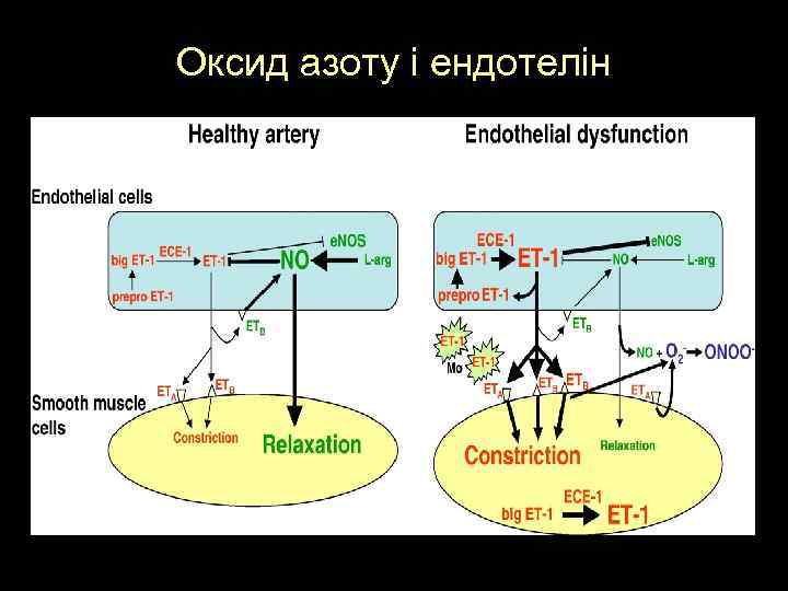 Оксид азоту і ендотелін 