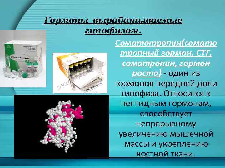 Гормоны вырабатываемые гипофизом. Соматотропин(сомато тропный гормон, СТГ, соматропин, гормон роста) - один из гормонов