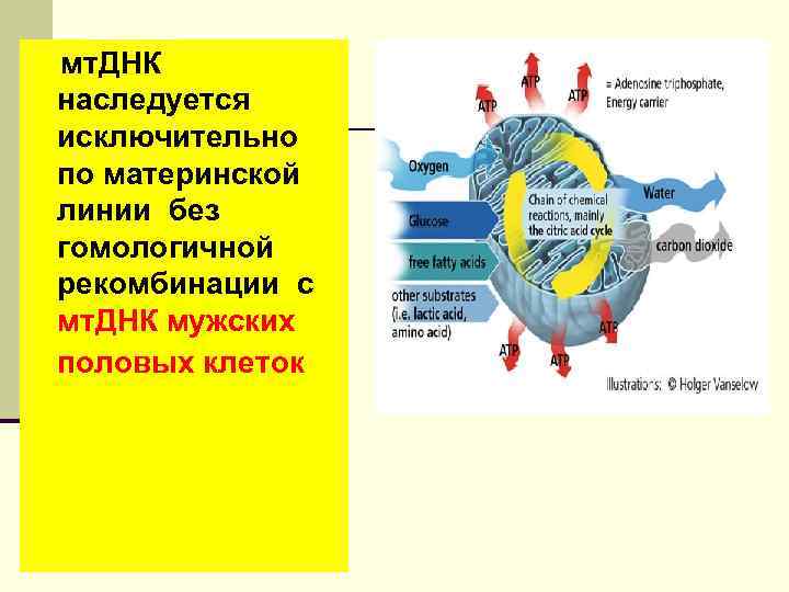 мт. ДНК наследуется исключительно по материнской линии без гомологичной рекомбинации с мт. ДНК мужских