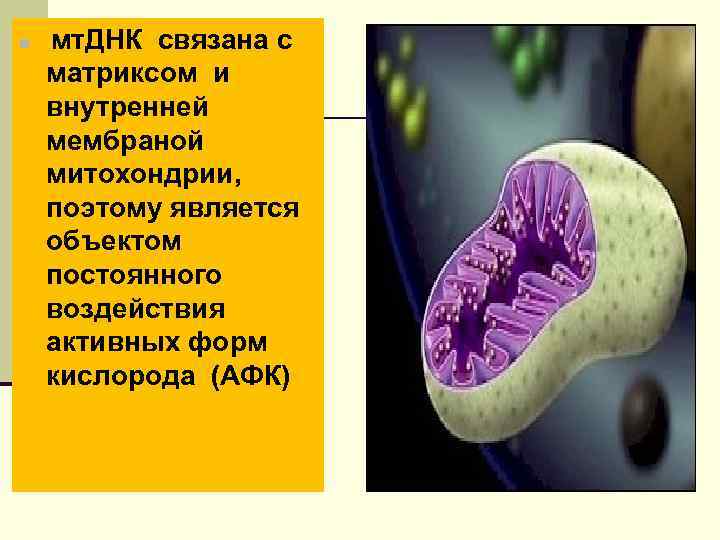 n мт. ДНК связана с матриксом и внутренней мембраной митохондрии, поэтому является объектом постоянного