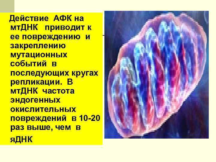 Действие АФК на мт. ДНК приводит к ее повреждению и закреплению мутационных событий в