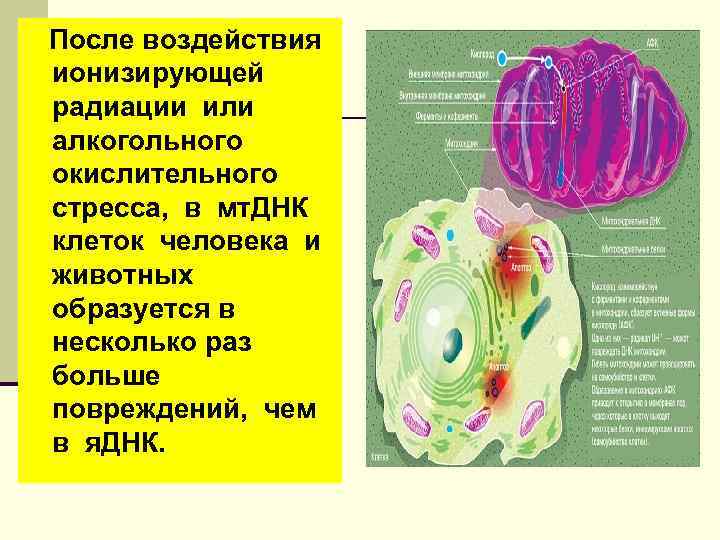 После воздействия ионизирующей радиации или алкогольного окислительного стресса, в мт. ДНК клеток человека и