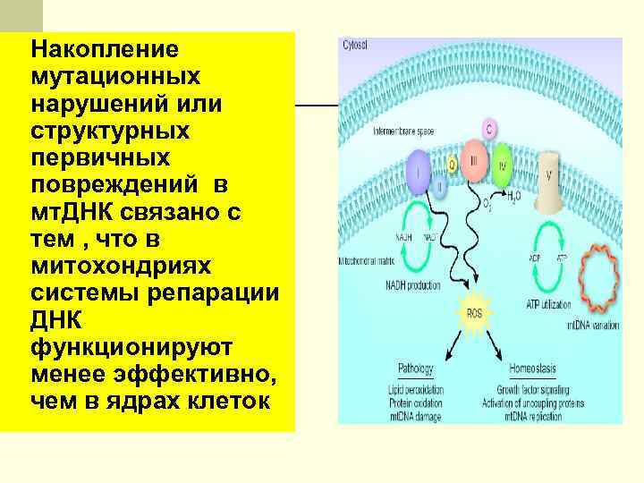 Накопление мутационных нарушений или структурных первичных повреждений в мт. ДНК связано с тем ,