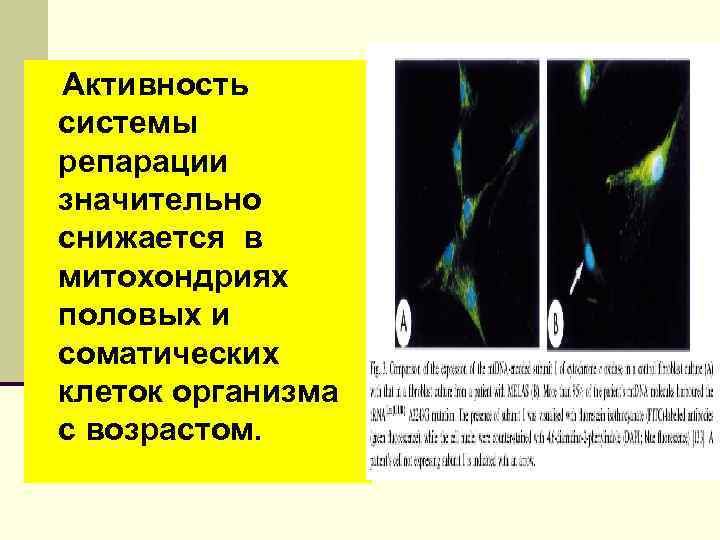 Активность системы репарации значительно снижается в митохондриях половых и соматических клеток организма с возрастом.