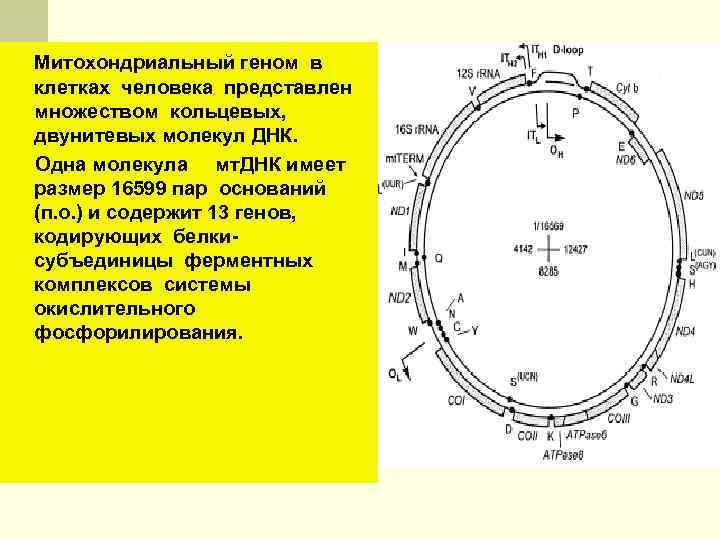 Митохондриальный геном в клетках человека представлен множеством кольцевых, двунитевых молекул ДНК. Одна молекула мт.