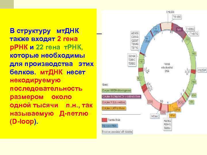 В структуру мт. ДНК также входят 2 гена р. РНК и 22 гена т.