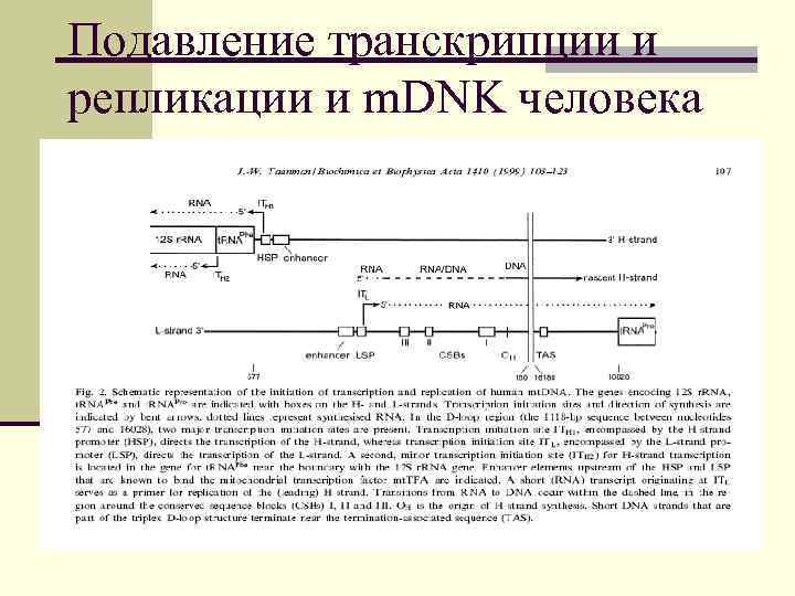 Подавление транскрипции и репликации и m. DNK человека 