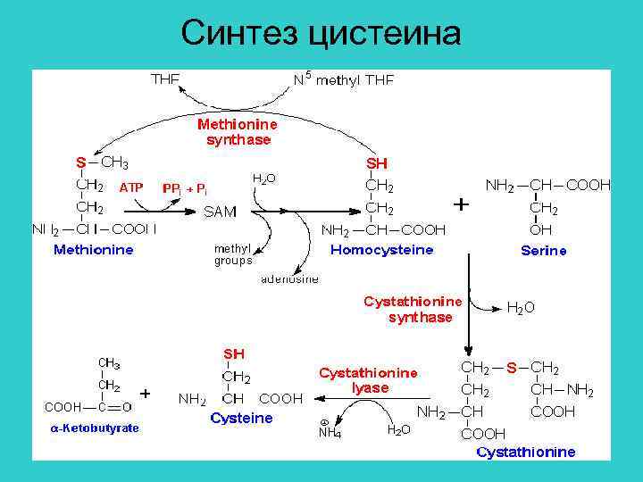 Синтез цистеина 