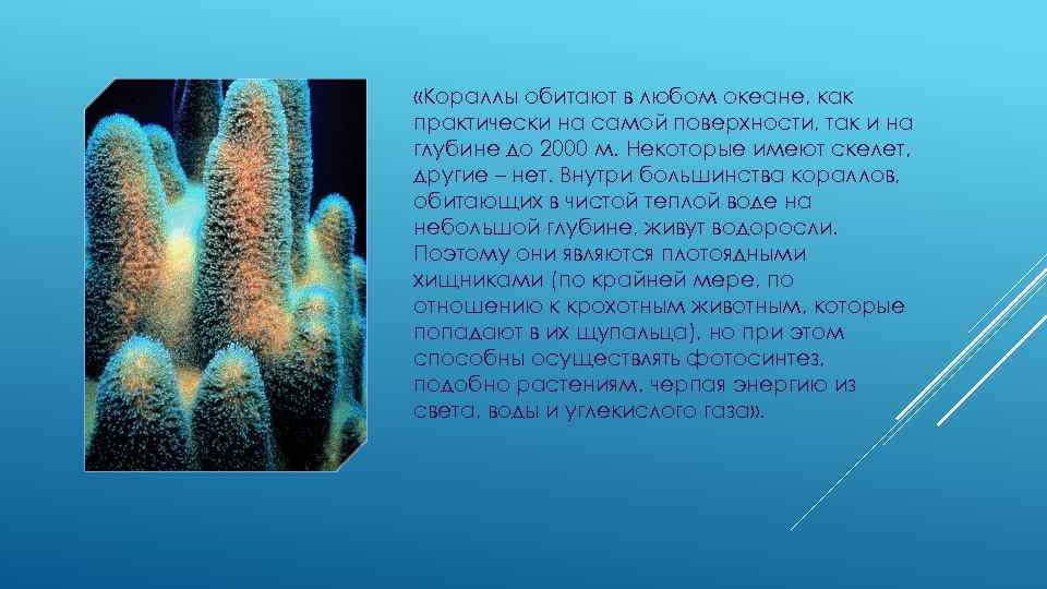  «Кораллы обитают в любом океане, как практически на самой поверхности, так и на